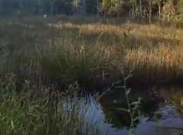 Rural , Una · Excelente Fazenda com 62 hectares, prox a Bolandeira - Una