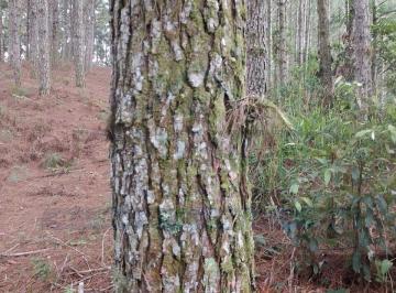 Rural · ÁREA FLORESTAL À VENDA EM ADRIANÓPOLIS – PR