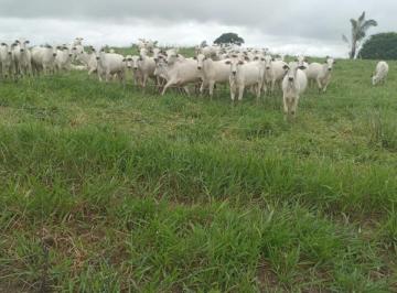 Imagem 1 · Fazenda