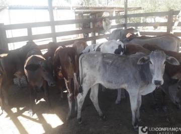 Imagem 1 · Fazenda