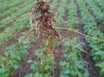Imagem 1 · Fazenda