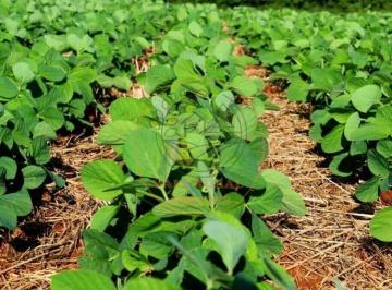 Imagem 1 · Fazenda
