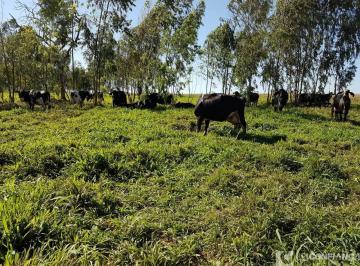 Imagem 1 · Fazenda