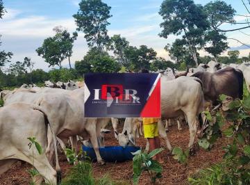 cbb06698815d7fa0a3d40c96fff653cba4490c96 · Fazenda em Serra Nova Dourada - MT