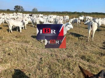 5233676541afe72a7535d5d57ccfce248cb297bf · Fazenda em Pedra Preta - MT