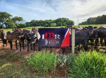 c331ef295ac4f3c2764e80a7f89fac1e045f3f9d · Fazenda em Aparecida do Taboado - MS