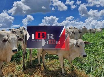 b06133ee151a47f5ef5e1d8361b539064f2b2ac7 · Fazenda em Rio Negro - PA