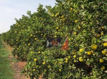 d32a941b4715dd584c602edf1a4e6e390aa8bc41 · Fazenda em Avaré - SP