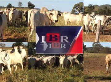 df6055fb71916f76575e29629529220de649988b · Fazenda em Cocalinho - MT