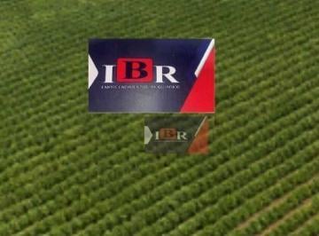 9775154058c3086a801b838a2d4416aac1372cc6 · Fazenda em Fernandópolis - SP