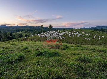 Plantel com parte das 340 cabeças de gado que acompanham o negócio de porteira fechada. · Fazenda 309 Alqueires à Venda perto de Registro SP | Gado