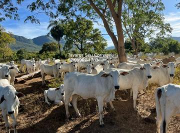 Imagem 1 · Fazenda para venda em Centro, Monte Alegre de Goiás