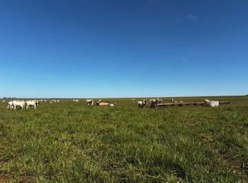 202605221450001443.jpeg · Fazenda para Venda em Camapuã, Zona Rural
