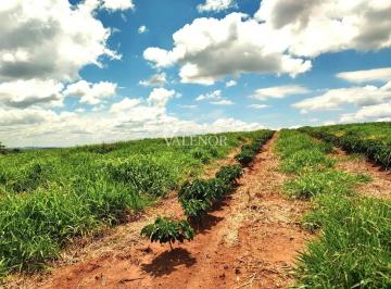 whatsapp-image-2026-05-20-at-17-47-53-31779456450983.jpeg · Fazenda de café produtiva com 167,9 hectares na região de São José do Rio Pardo, SP