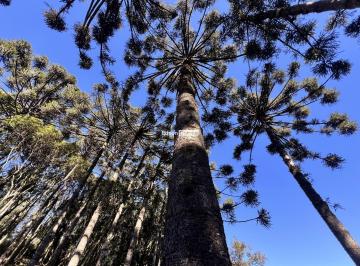 Rural · 4ha · Oportunidade em Região Turística | 4 Hectares por R$ 550 Mil