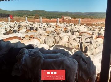 202605051515037067.jpeg · Fazenda para Venda em Porto Nacional