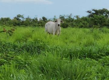 20240527160821782.jpg · Fazenda para Venda em Peixe, TOCANTINS