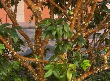 0 · apartamento à venda em Vila João Jorge