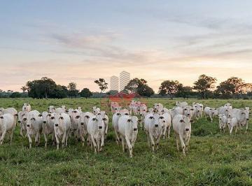 Capacidade atual para cerca de 2.200 cabeças de gado adulto, provando a força da pecuária no local. · Fazenda de 2.150 ha à Venda no Norte de Minas Gerais