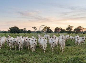 Capacidade atual para cerca de 2.200 cabeças de gado adulto, provando a força da pecuária no local. · Fazenda de 2.150 ha à Venda no Norte de Minas Gerais