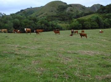 Rural de 8 quartos, Santana da Boa Vista · Fazenda com 514 ha à venda em Santana da Boa Vista