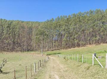 Foto 01 · *FLORESTA DE EUCALIPTO A VENDA EM PARAÍBUNA NA REGIÃO DO VALE DO PARAÍBA* ??   ÁREA TOTAL COM EUCALI