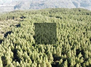 zzcrpby2owvkmjdkytjintyw_md · Fazenda 500 hectares com pinus em corte logística porto e área plana