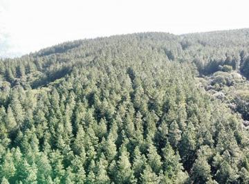 gpf001-1 · Fazenda 500 hectares com pinus em corte logística porto e área plana