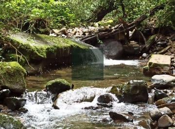 bdhcrpa2owvlmti0mmixnzrk_md · Sítio 50 hectares em Anitápolis com pinus em corte rio nascentes e acesso