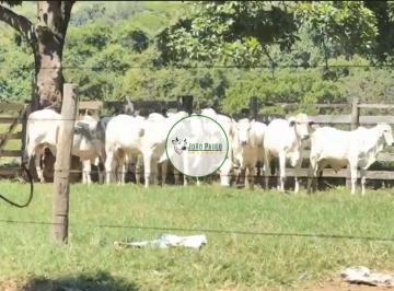 Rural , Buritis · Fazenda a venda em Buritis-MG - 550 Hectares - PECUÁRIA & LAVOURA | ESTRUTURA COMPLETA