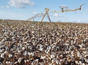 Rural · FAZENDA GIGANTE EM SP | PERMUTA 100% EM OURO