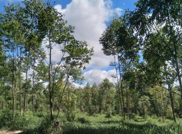 Foto 01 · Sítio 10 Alqueires, Rica em Água com Corrego, Planta 5 Alqueires em Eucaliptos, Sem Benfeitorias, 10