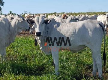 Imagem 1 · Fazenda