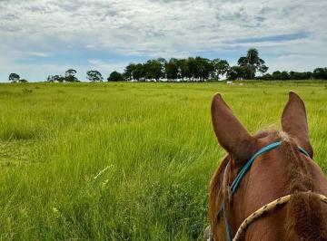 Rural , Nova Roma · “TRÊS JOIAS DO CERRADO: OPORTUNIDADE ÚNICA” no Goiás