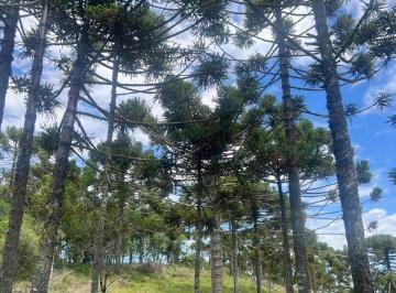 Rural · 23000m² · Chácara à venda no bairro Pericó - São Joaquim/SC