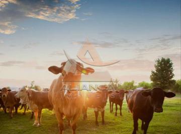 Imagem 1 · Fazenda para venda em Área Rural de Marília, Marília