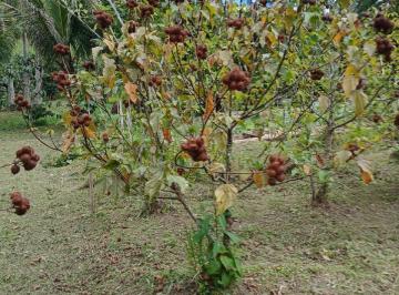 Rural · Chácara organica com certificado, renda pronta com