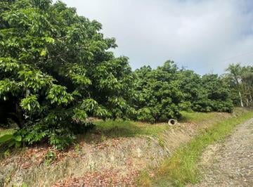 Rural de 3 quartos, Miracatu · " FAZENDINHA " 53 HECTARES COM PLATAÇÃO DE LICHIA/PITAYA/PUPUNHA/CHUCHU/
