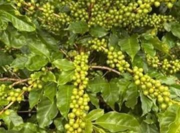 Imagem 1 · Fazenda para venda em Área Rural de Três Corações, Três Cora