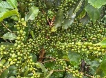 Imagem 1 · Fazenda