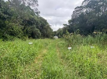202605301035084700.jpeg · Terreno para Venda em Itanhaém, Palmeiras