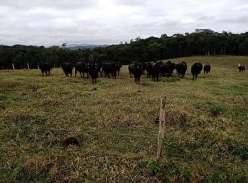 20260531151732865.jpg · Fazenda para Venda em Cananéia, AREA RURAL, 3 dormitórios, 1 suíte, 1 banheiro, 3 vagas
