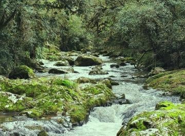 anat014-1 · Área rural de 10 hectares, rio, nascentes, araucárias, luz, internet, escritura