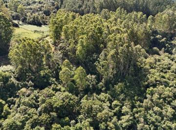 Rural , São Valentim do Sul · 3 Hectares para sitio, água da comunidade passando na frente com eucalipto e mata nativa
