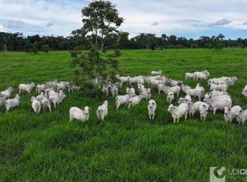 Foto 01 · Fazenda, Rural, Confresa, MT