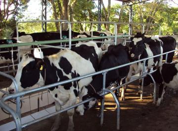 Imagem 1 · Fazenda
