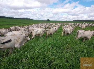 Imagem 1 · Fazenda