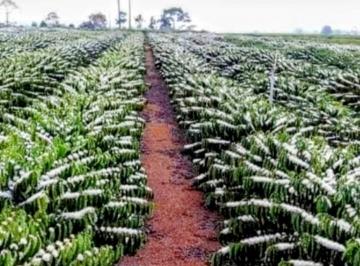 Imagem 1 · Fazenda