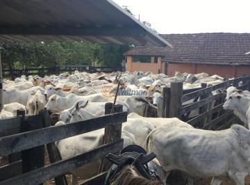 Imagem 1 · Fazenda