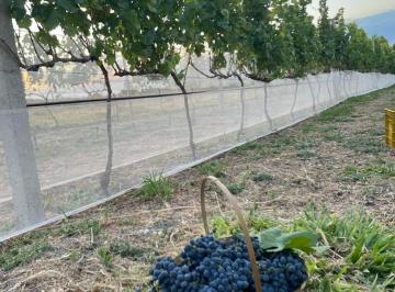 Rural de 3 quartos, Cocalzinho de Goiás · Fazenda com vinhedo em Cocalzinho de Goiás
